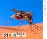 The Aedes aegypti mosquito can carry the chikungunya virus