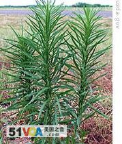 Horseweed has become resistant to chemical weed killers 