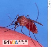The Buzz About Diseases Spread by Mosquitoes 