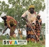 Women farming in the Central African Republic 
