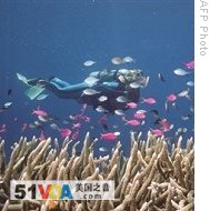 Research Details Decline of Australia's Great Barrier Reef