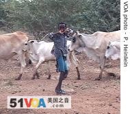 A boy herding cattle in Ethiopia's Ogaden region