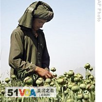 An Afghan boy collects resin from poppies in an opium poppy field in Arghandab district of Kandahar province, south of Kabul, Afghanistan (2008 file photo)
