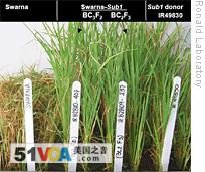 SWARNA-Sub1 flood-resistant rice