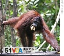 Scientists Discover Large Population of Orangutans in Borneo
