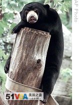 Environmentalists Increase Efforts to Save Borneo's Sun Bears