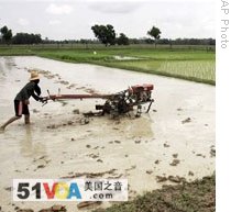 A Thai farmer plows his field for a rice growing in Roi-et province, northeastern Thailand, (file photo)