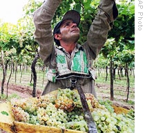 A worker harvests grapes in Mendoza, Argentina for one of local wineries (File)