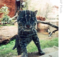A Fishing Cat views visitors at the Oklahoma City Zoo in Oklahoma City (File)