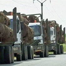 Trucks are loaded with trees that were logged from the forest