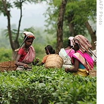 Indian women harvest tea leaves at a plantation in Kondoli, some 17 km from Nagaon in the northeastern state of Assam, 19 June 2009