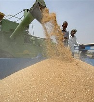 India Imposes Ban on Wheat Exports, after Lifting It Briefly