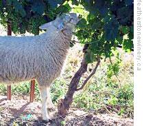 A lamb at work on the grapevines