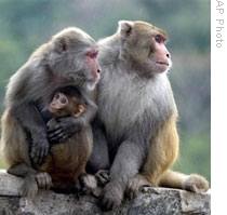A recent study found that eating less may extend the life of rhesus monkeys