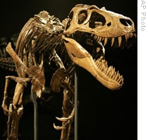 A Tyrannosaurus rex skeleton named 