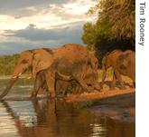 Chobe elephants at sunset