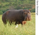A hippopotamus eating lunch