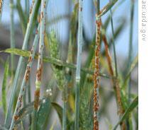 Wheat with stem rust