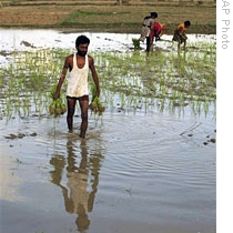 A farmer prepares to plant paddy seedlings in Phoolpur, east of Allahabad, India (File)