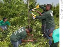 Students in the Green Summer Job Corps remove invasive plants from the Anacostia River area