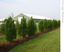 Planting trees around poultry farms can reduce dust, ammonia and odor