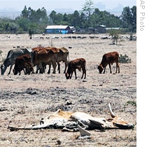 a carcass of drought-stricken cow is seen near cattle, in Kitengela, Kenya, east of the capital Nairobi (file photo)