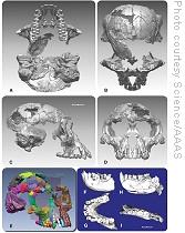 Digital representations of the Ar. ramidus cranium and mandible. This image relates to an article in the 02 October 2009 issue of Science.