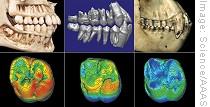 Definitions from human, left, Ar. ramidus, middle, and chimpanzee, right, all males. Below are corresponding samples of the maxillary first molar in each.