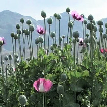Poppy crop growing in Helmand Province in southern Afghanistan
