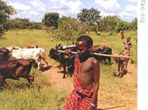 Young Maasai herding cattle