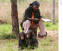 Baby chimpanzees are cared for at the Jane Goodall Institute's Tchimpounga sanctuary