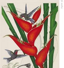 Hummingbirds and this flower, Heliconia bihai, provide an example of coevolution