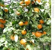 Mandarin trees in a heavy on-crop year