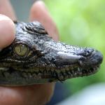 DNA Results Give New Hope for 'Extinct' Siamese Crocodiles
