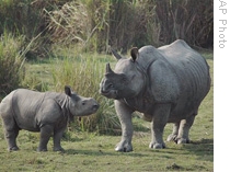 Increase in Illegal Killing of Rhinos in Africa, Asia