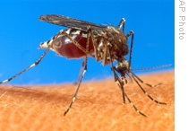 Looking for New Ways to Fight Malaria