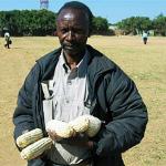 A Zambian farmers holds some of his maize from failed crops in Pemba, Zambia (File)