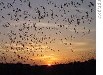 Thousands of bats fly out of the natural entrance of the cave