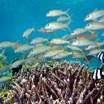 Coral Reefs Breed New Species, Fossil Record Shows