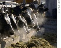 Milk cows at a farm outside Jerome, Idaho