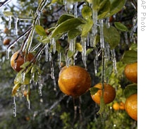 Ice protects these oranges  during an overnight freeze last week in Apopka, Florida