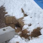 The haybale 'potholes' at Cypress Mountain show why spectator standing room tickets were cancelled, 15 Feb. 2010