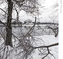Winter Gives a Hard Chop to Washington's Cherry Trees