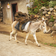 Burros Can Do More Than Work Just as Pack Animals