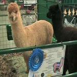 Owners of prize-winning alpacas can command top dollar for their fleece. 