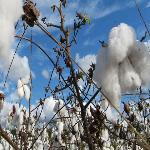 US Subsidizes Brazilian Cotton Farmers in Latest Trade Twist
