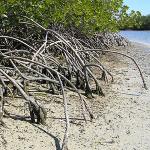 Study Warns of Dangers to World's Mangrove Forests 