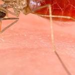 Anopheles is one of the mosquitoes that carries the malaria parasite