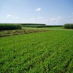 Farming with Less Fossil Fuel Won't Mean Fewer Crops