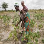 Farmers in East Africa Struggle Against Cassava Disease